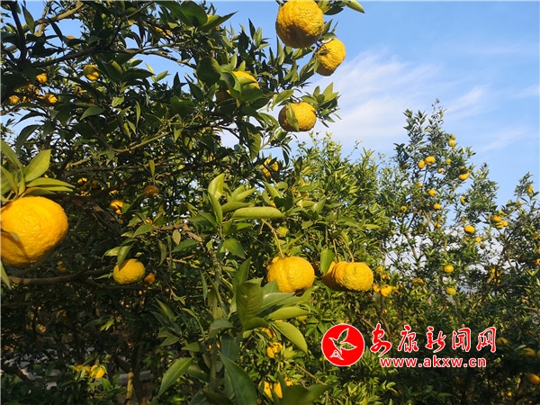 Ѯꖿh�κ�悶����{�^��ϲ�@�S��