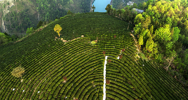 ��ꖿh�����l(f��)չ���~�a(ch��n)�I(y��)