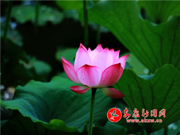 ƽ���������������Íu�Ϻɻ��_