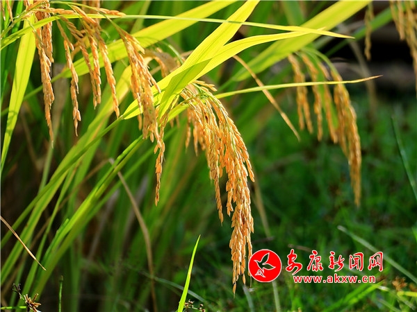 �l����@�S�վ�