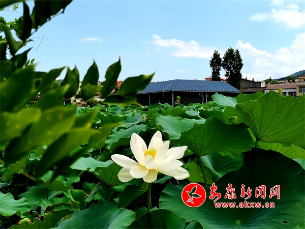 ������ɫ���箋