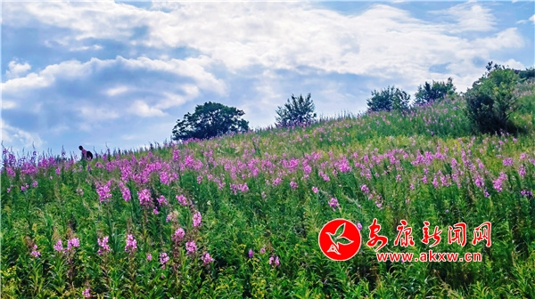 ��ꖴ�ݵ� �{���p��̎