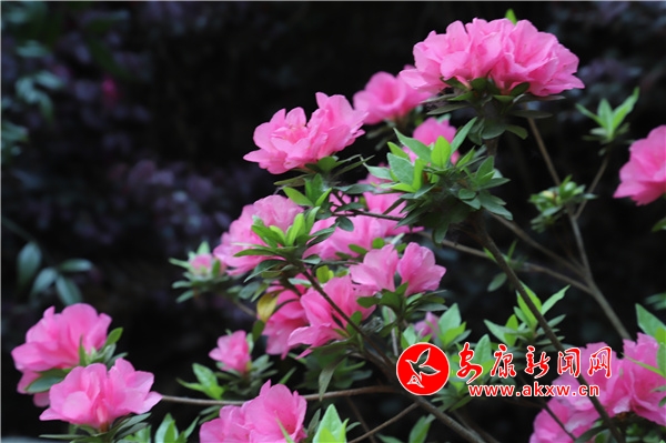 ���N��ʢ�_ ���B���҈@