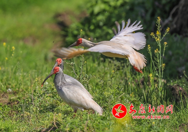 �hꎣ�ʢ�ĕr�� ���q��߅�{���ґ�