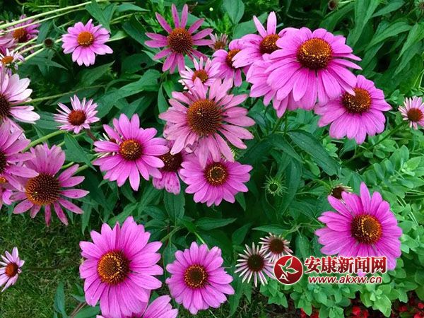 �������_�Ҹ���