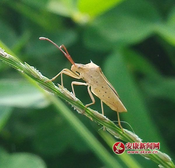 ��׽����