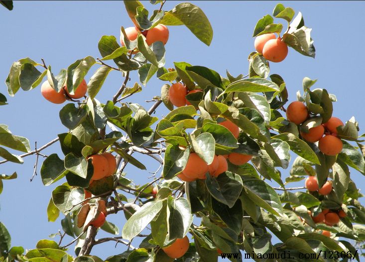 Ѯꖣ�����������h�� ��Ѯ�ϝh���3�ﲻ��